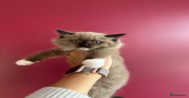 Ragdoll cats - Advert 13