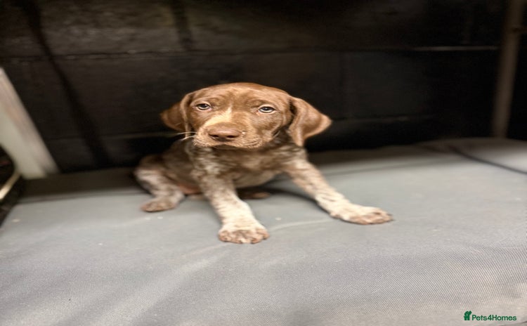 German Shorthaired Pointer dogs - Advert 1