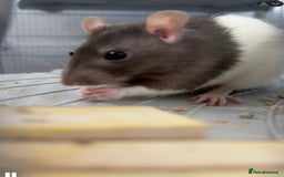 Rat rodents for sale: Baby rats for sale - Image 4