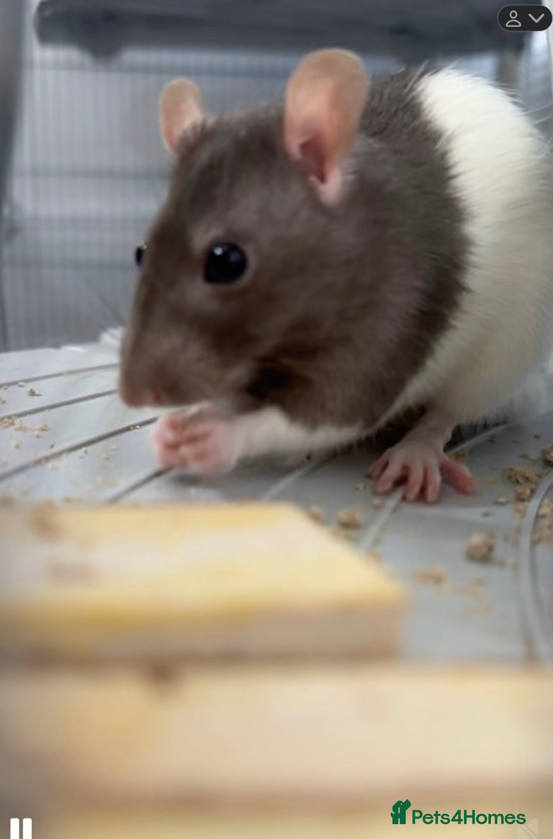 Rat rodents for sale: Baby rats for sale - Image 4