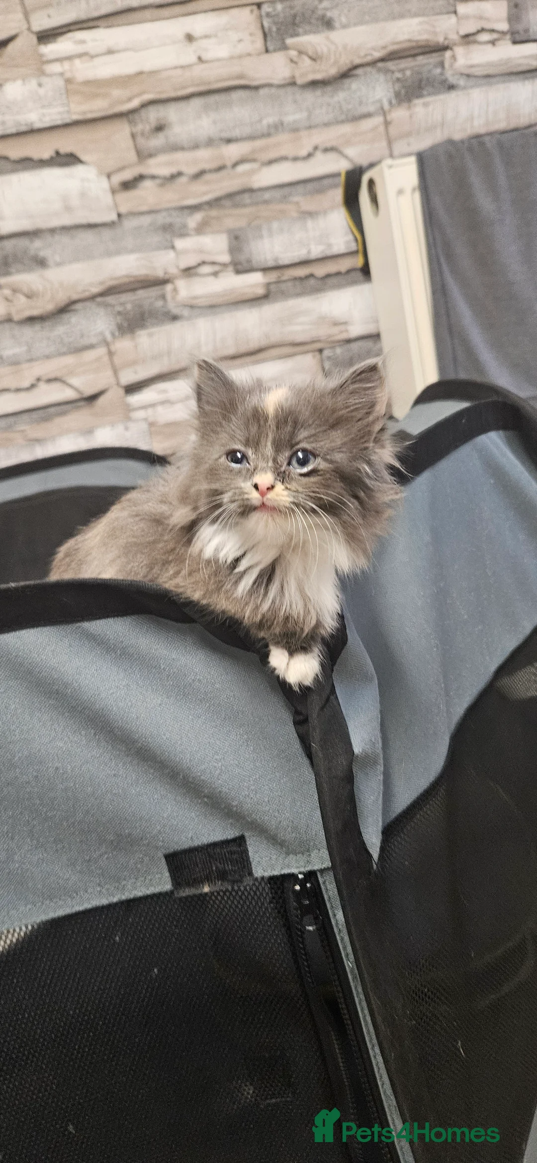 Mixed Breed cats for sale: Munchkin Kittens ready for their forever home - Advert 2