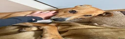 Lurcher dogs for sale: Family lurcher  in Wigan - Advert 1
