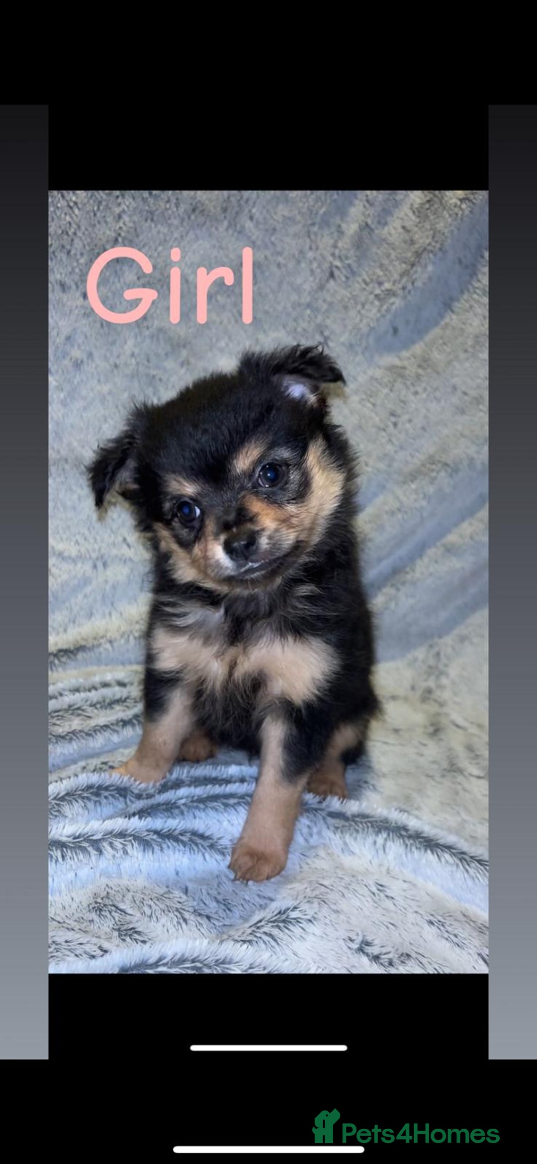 Pomchi dogs for sale: Beautiful Pomch puppies - Advert 6