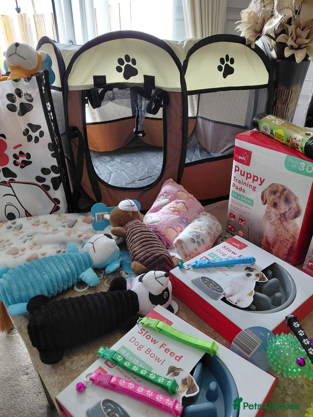 Jackapoo dogs for sale: Stunning Litter F1 JACKAPOO + Big Puppy Pack  - Image 18