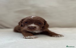 Cockapoo dogs for sale: F1 Show Type Cockapoo Puppies - Image 13
