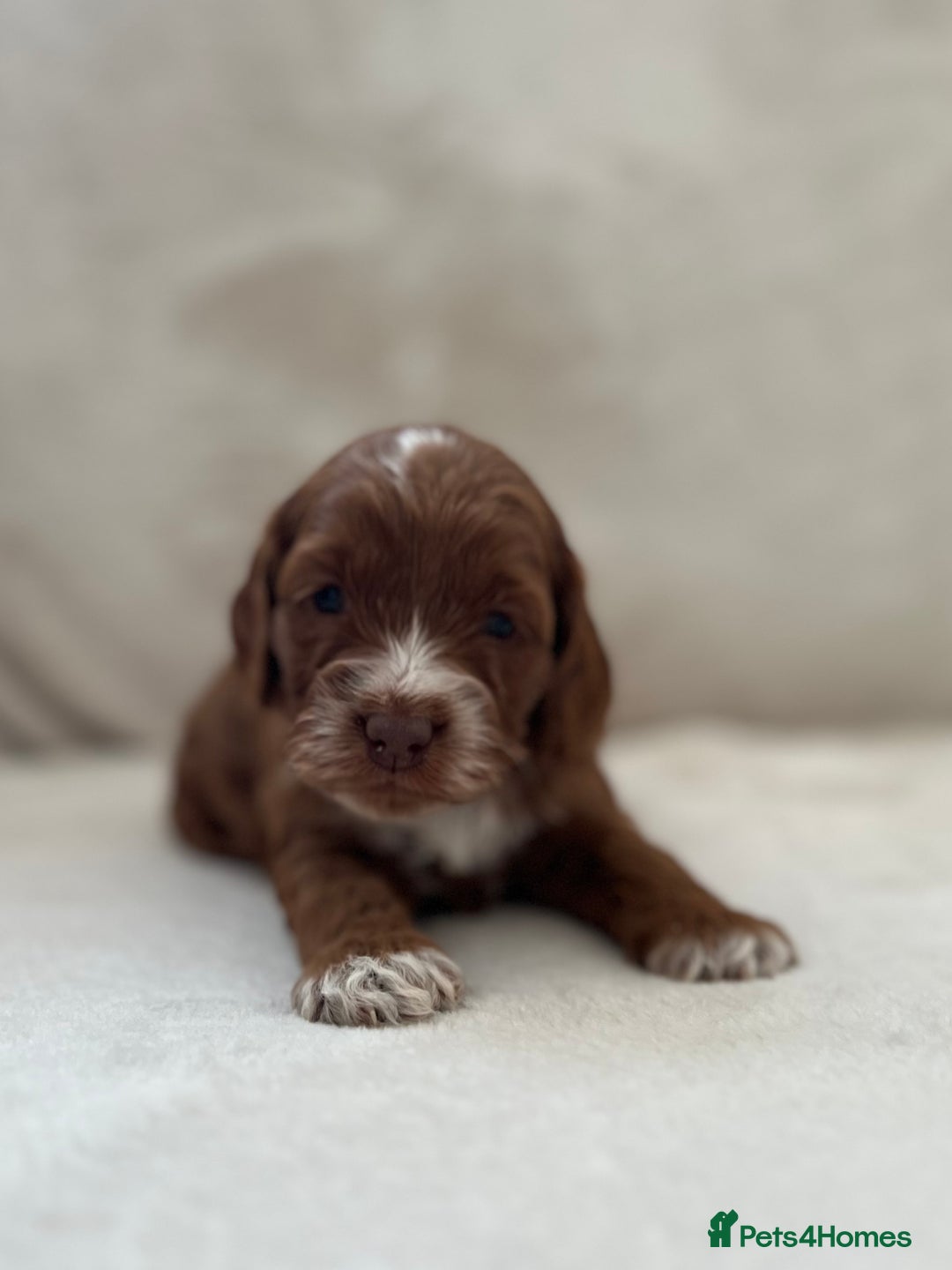 Cockapoo dogs for sale: F1 Show Type Cockapoo Puppies - Image 13
