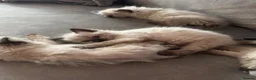 Ragdoll cats for sale: Ragdoll kittens - Advert 17