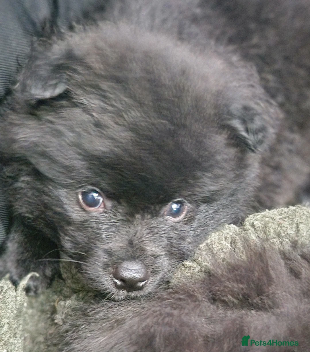 German Spitz dogs for sale: German spitz Mittel - Advert 13