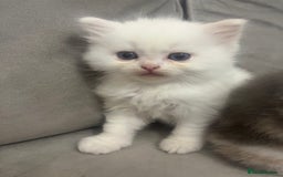 Scottish Fold cats for sale: Scottish fold straight kittens medium/long hair - Image 7
