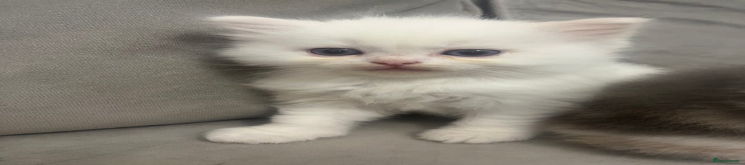Scottish Fold Kitten 2