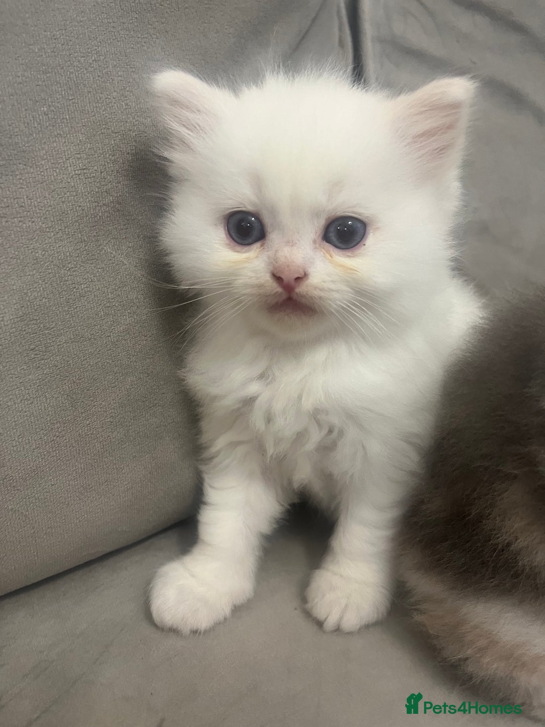 Scottish Fold cats for sale: Scottish fold straight kittens medium/long hair - Image 7
