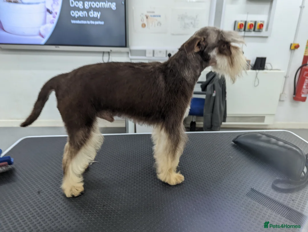 Miniature Schnauzer dogs for stud: RARE USA miniature schnauzer  in Wisbech - Advert 2