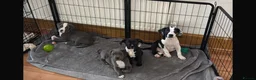 Mixed Breed dogs for sale: Bully cross cane corso  - Advert 3