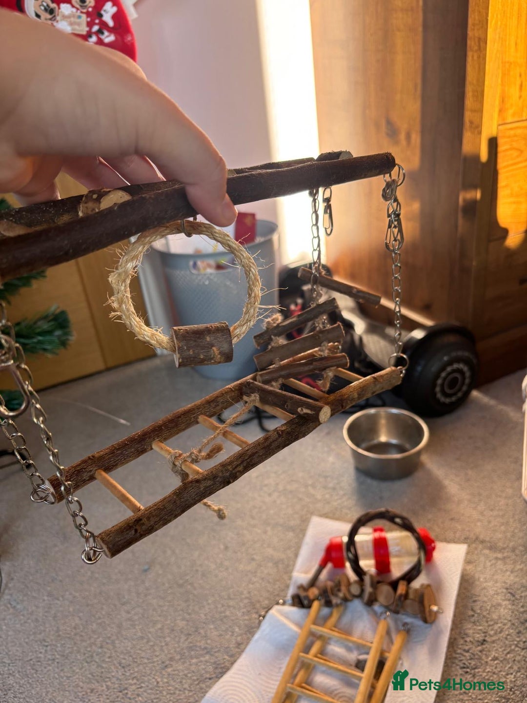 Rat rodents for sale: Dumbo Rats - Advert 19