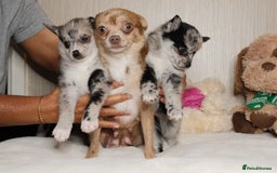 Pomsky dogs for sale: 5 tiny toy pomsky pups - Image 21
