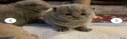 British Shorthair cats for sale: Ready to collect-GCCF British shorthair  kittens!  - Advert 6