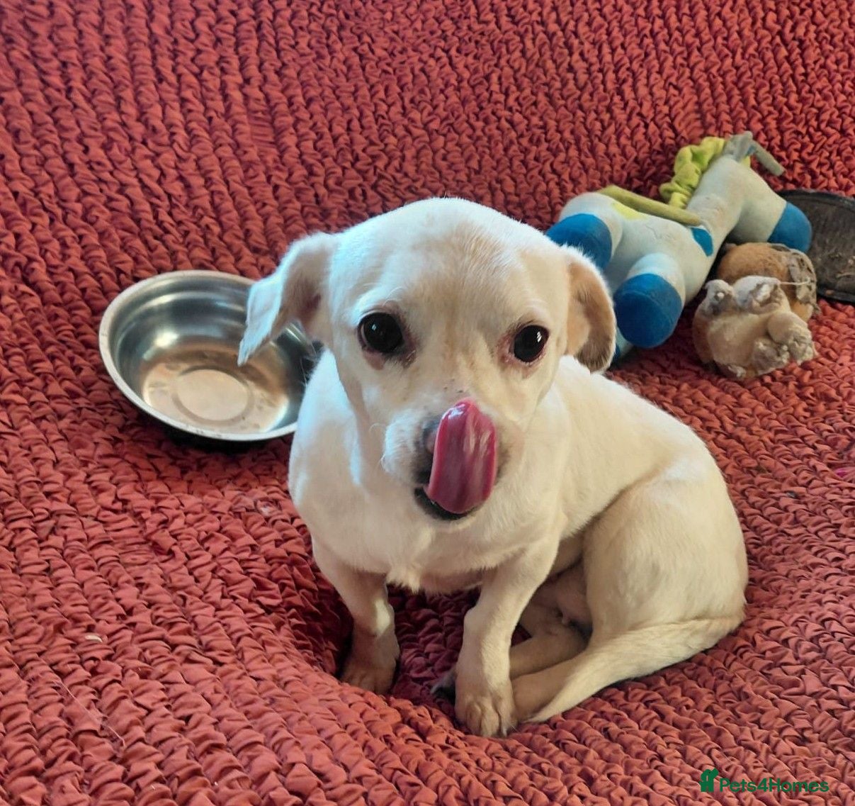 Mixed Breed dogs 🐾💕 KARA – A Tiny Girl with an Enormous Heart💕🐾 - Advert 2