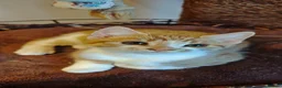 Mixed Breed cats for sale: Ginger-and-white boys and one Clico girl - Advert 30