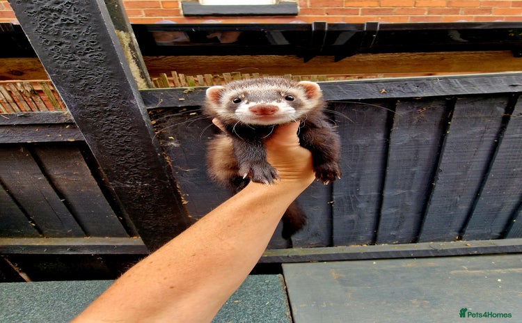 Ferret rodents - Advert 11