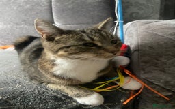Domestic Shorthair cats for sale: 1 year old female - Image 8