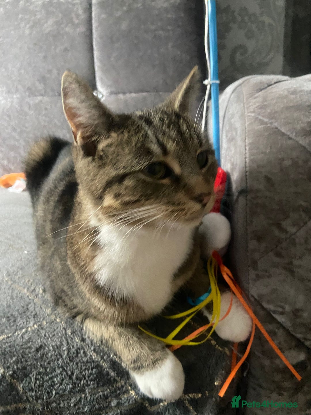 Domestic Shorthair cats for sale: 1 year old female - Image 8