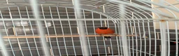 Finches birds for sale: Siberian bull finch  - Advert 6