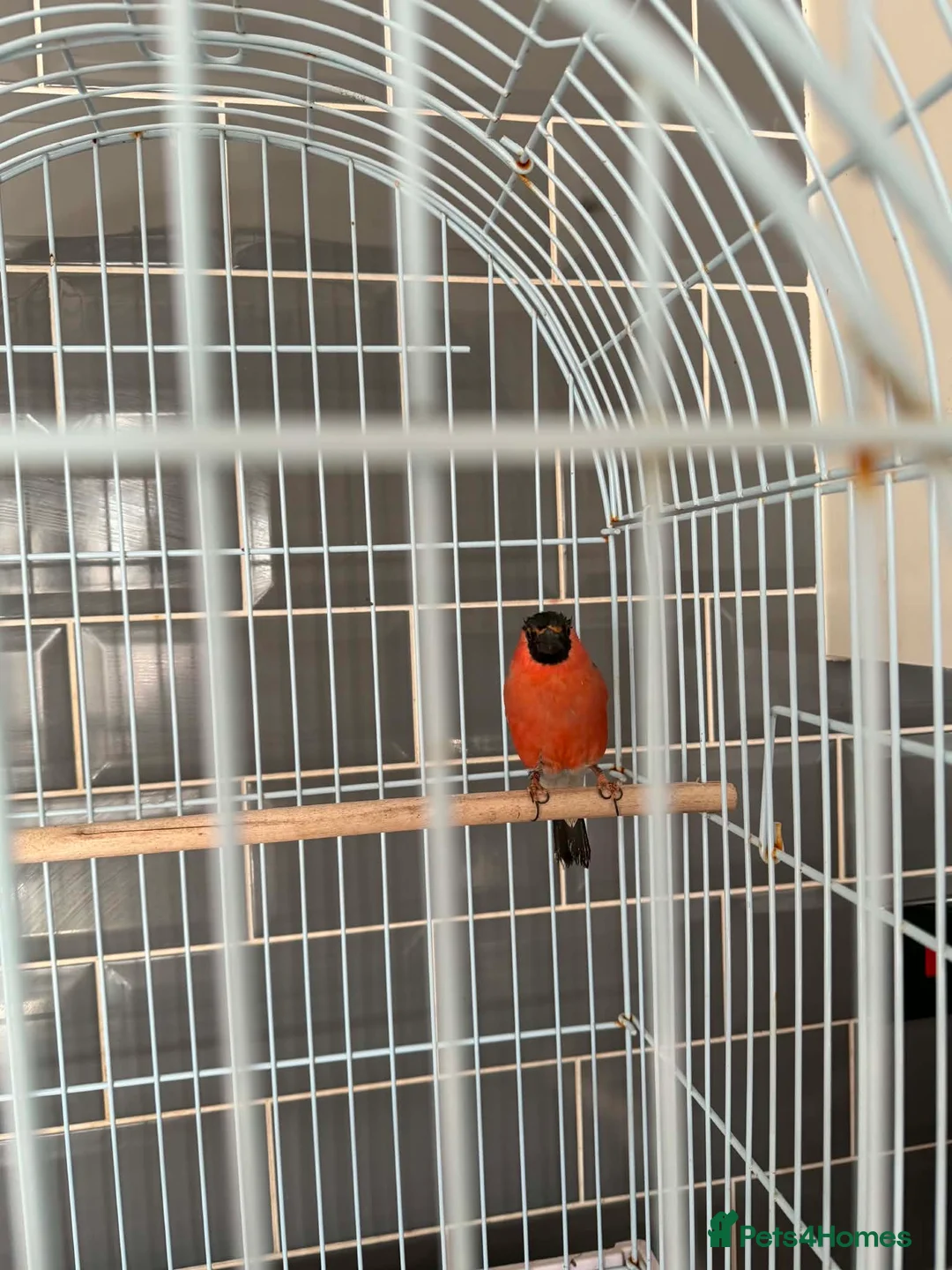 Finches birds for sale: Siberian bull finch  - Advert 6
