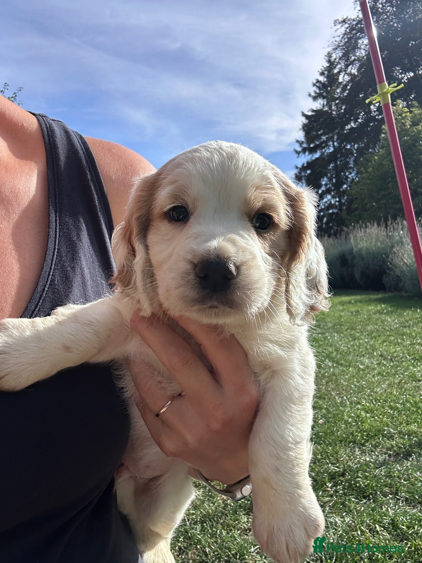 Cocker Spaniel dogs Working cocker spaniel puppies for sale  - Advert 1