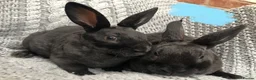 Rex rabbits for sale: Beautiful velvet mini Rex & Rex rabbits - Advert 19