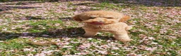 Miniature Poodle dogs for stud: Russet Red Health Tested Miniature Poodle Stud in Warwick - Advert 11