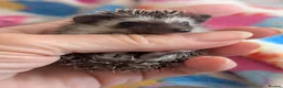 Pygmy Hedgehog rodents for sale: Beautiful Female Hoglets Ready Now 8 weeks old!!! - Advert 9