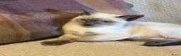 Oriental cats for sale: 9 STUNNING KITTENS - PLEASE READ DESCRIPTION!! - Advert 19