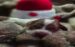 Cockapoo dogs for sale: ✨ Beautiful F2 Multi-Gen Cockapoo Puppies 4 Left - Image 24