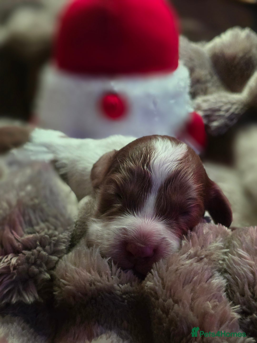 Cockapoo dogs for sale: ✨ Beautiful F2 Multi-Gen Cockapoo Puppies 4 Left - Image 24