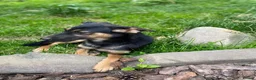 Mixed Breed dogs for adoption: ❤️🐶 GINA – GENTLE PEOPLE, PLAYFUL DOGS in Burton-on-Trent - Advert 10