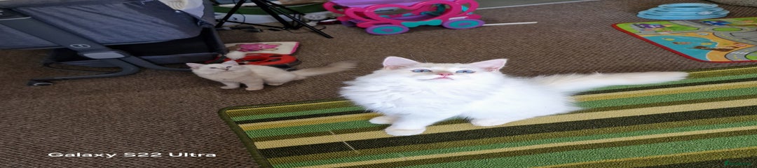 Ragdoll Kitten 4