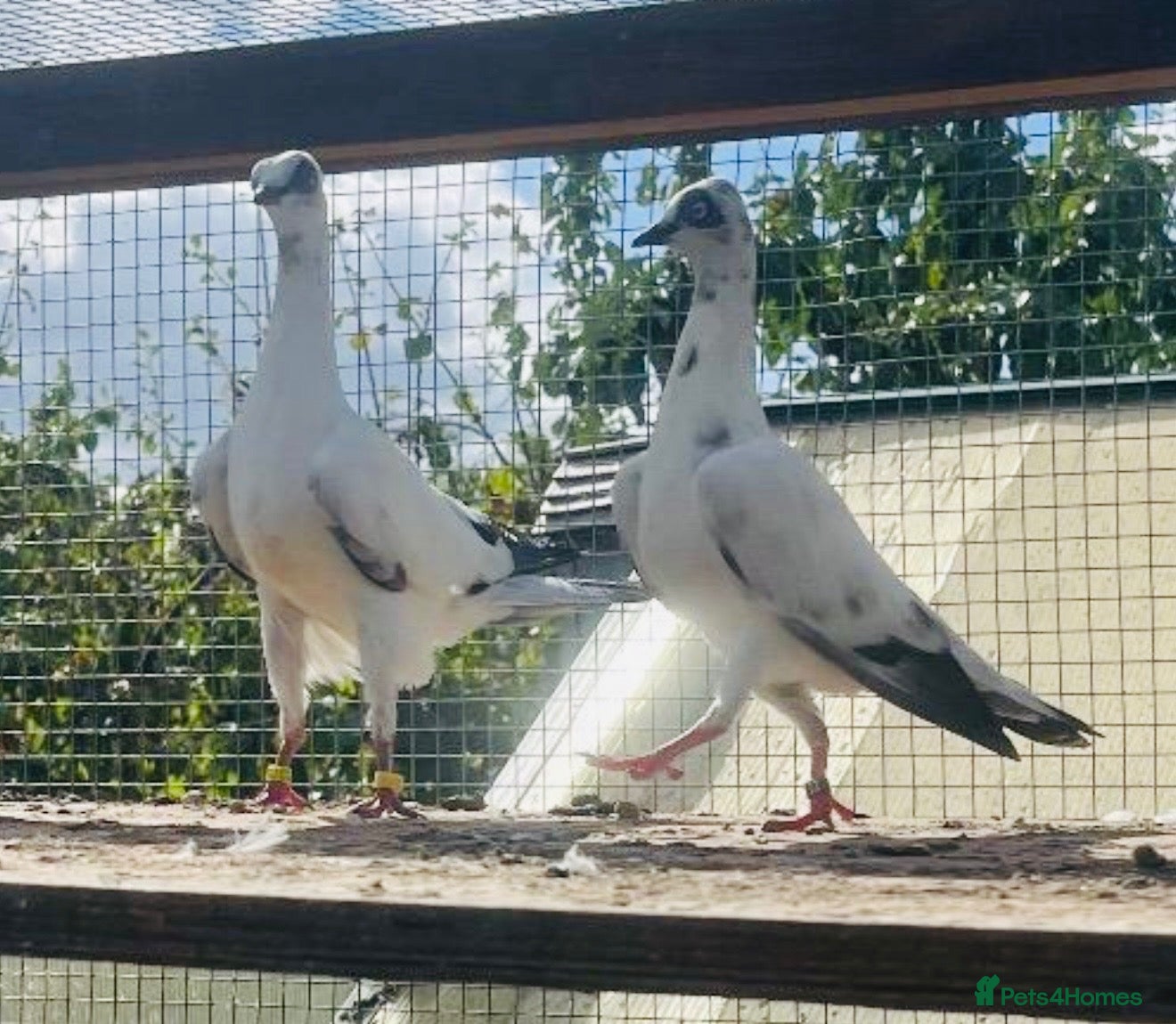 Pigeons birds Premium Breeding Pigeons Top Quality Pairs Availab - Advert 1