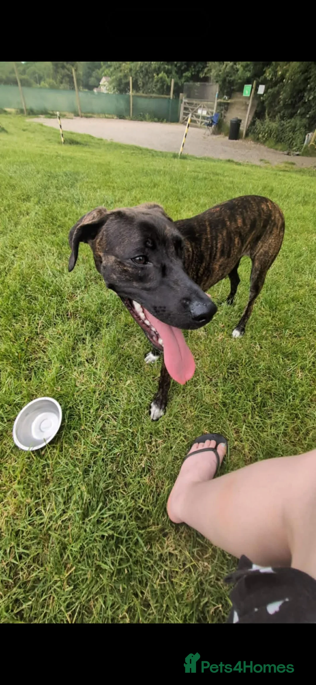 Mixed Breed dogs for sale: Belgian malinois cross greyhound  in Nottingham - Advert 1