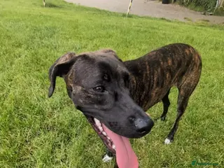 Mixed Breed dogs Belgian malinois cross greyhound - Advert 1