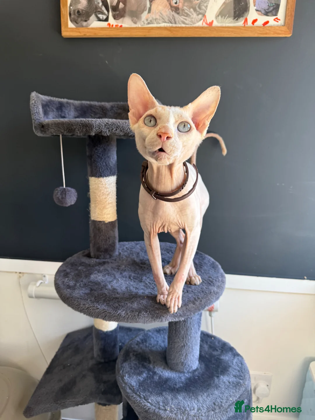 Sphynx cats for stud: Handsome Boy for stud in King's Lynn - Advert 3