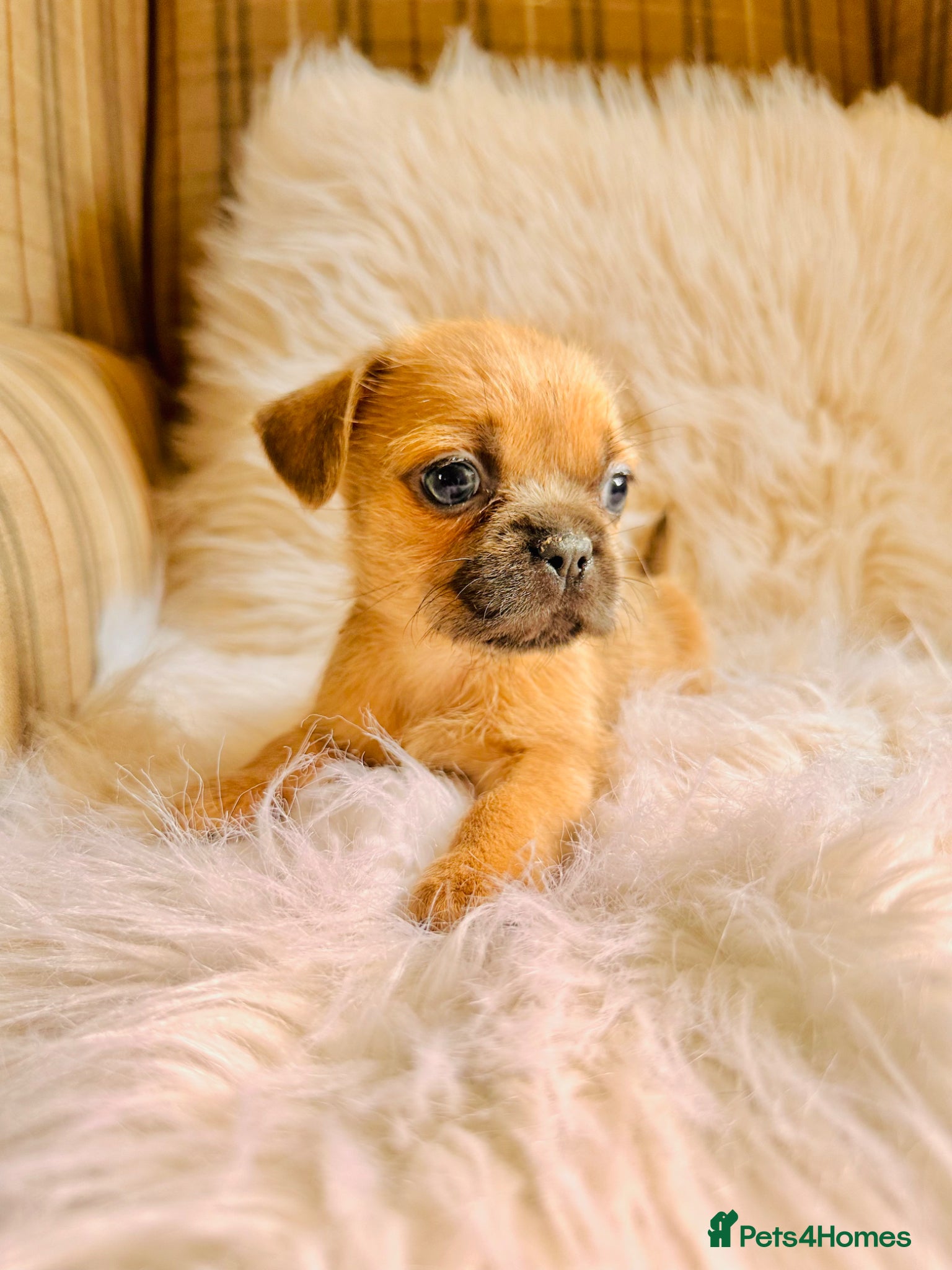 Mixed Breed dogs for sale: Shih Tzu x Frenchie pups - Advert 29