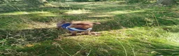 Griffon Bruxellois dogs for sale: Chocolate male - Advert 11