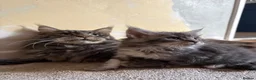 Maine Coon cats for sale: Maine coon kittens - Advert 9