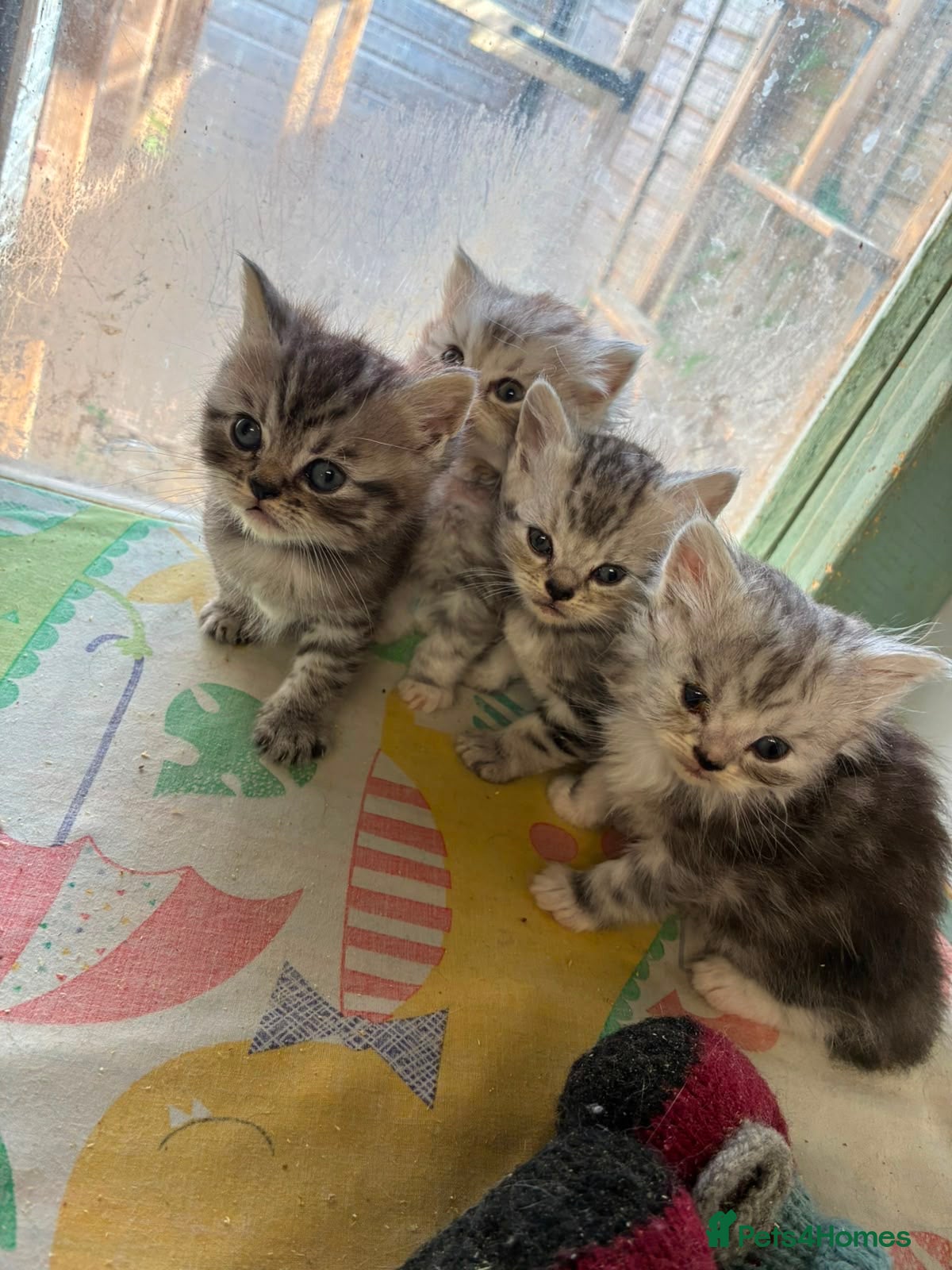 Persian cats Chocolate Box kittens for sale! - Advert 18