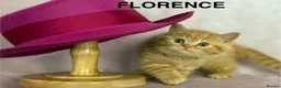 British Shorthair cats for sale: Adorable GCCF registered British Shorthair  - Advert 3