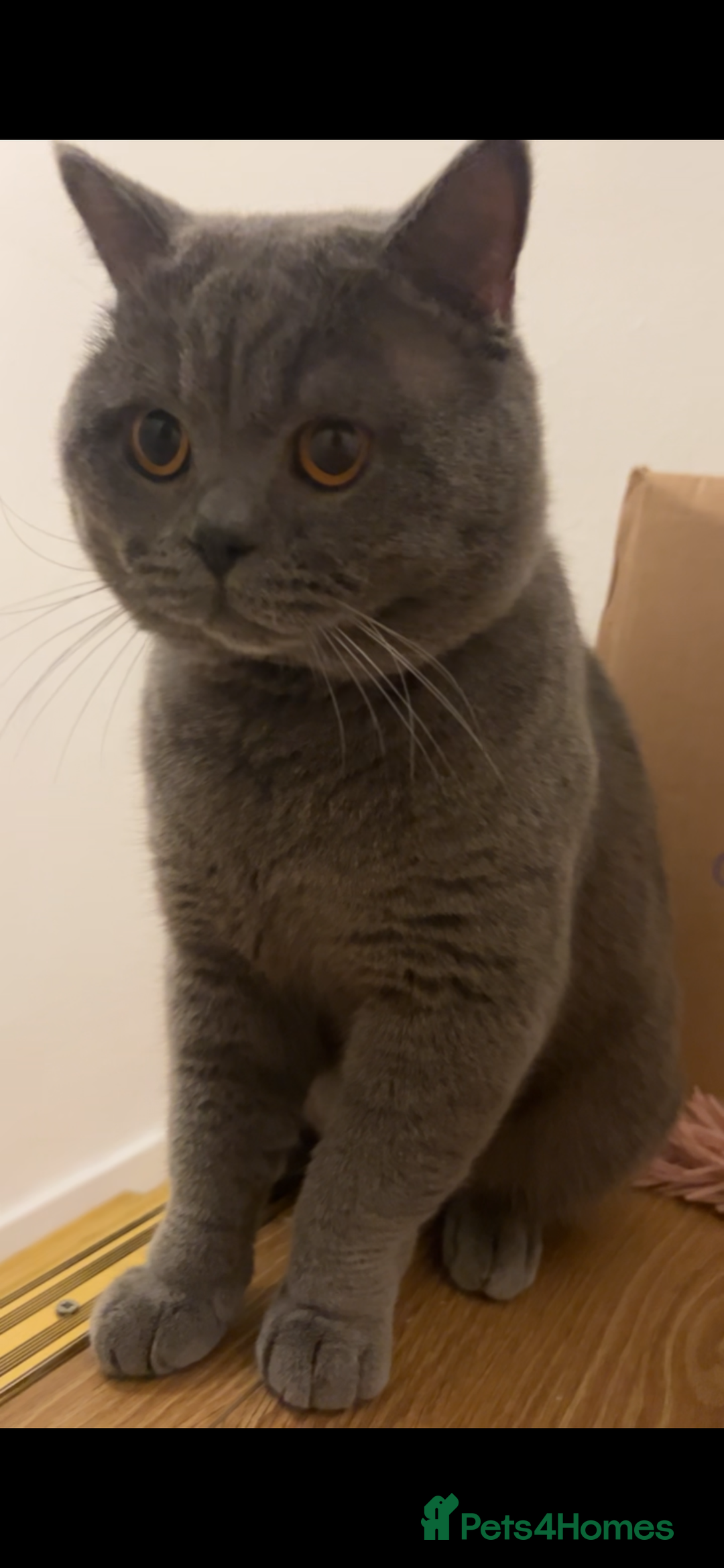 British Shorthair cats for stud: 💙Handsome GCCF Active Registered Blue BSH💙 - Advert 7