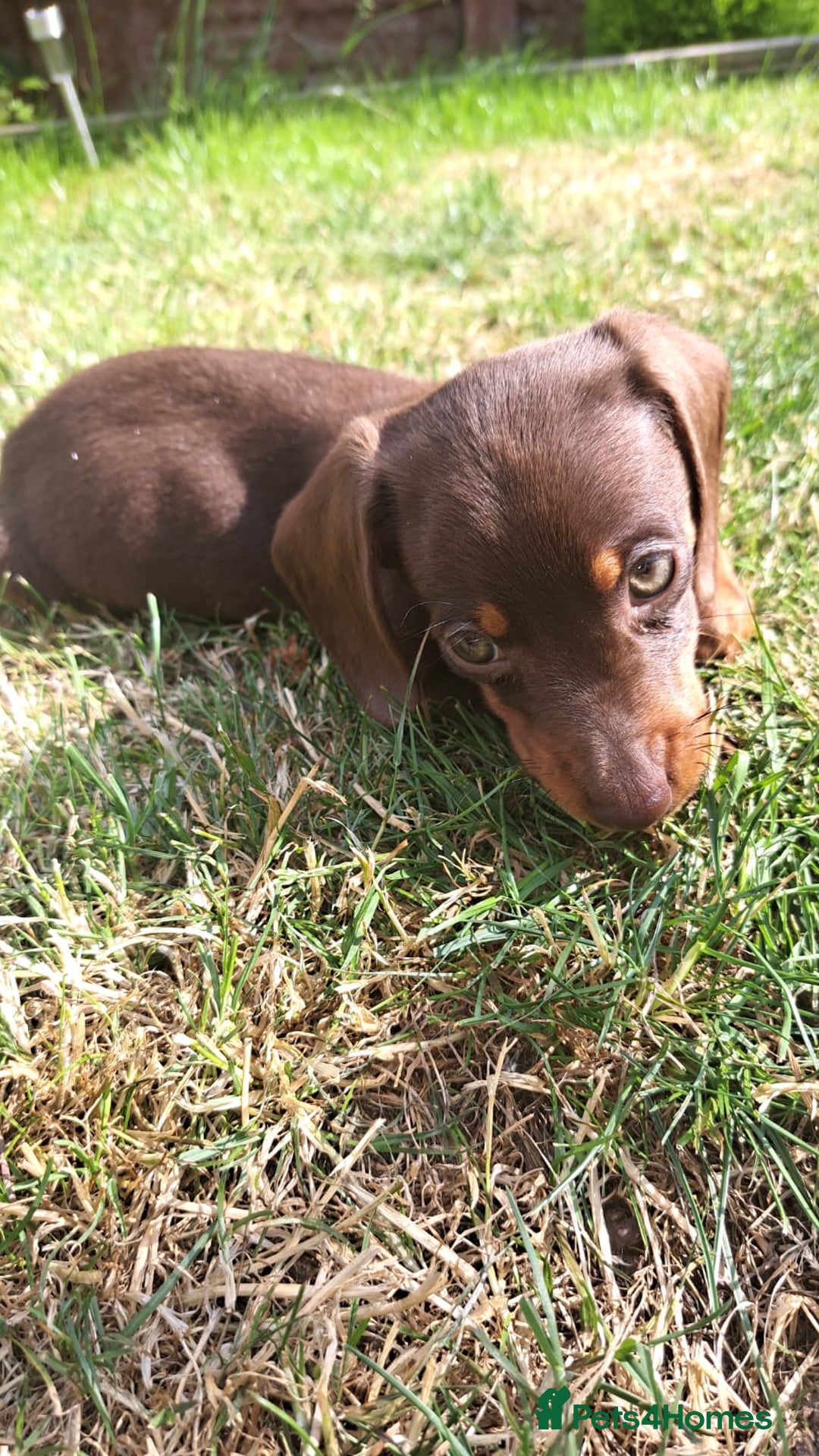 Dachshund dogs for sale: Dachshund  in Birmingham - Image 5