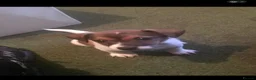 Jack Russell dogs for stud: Jack Russell for stud  - Advert 3