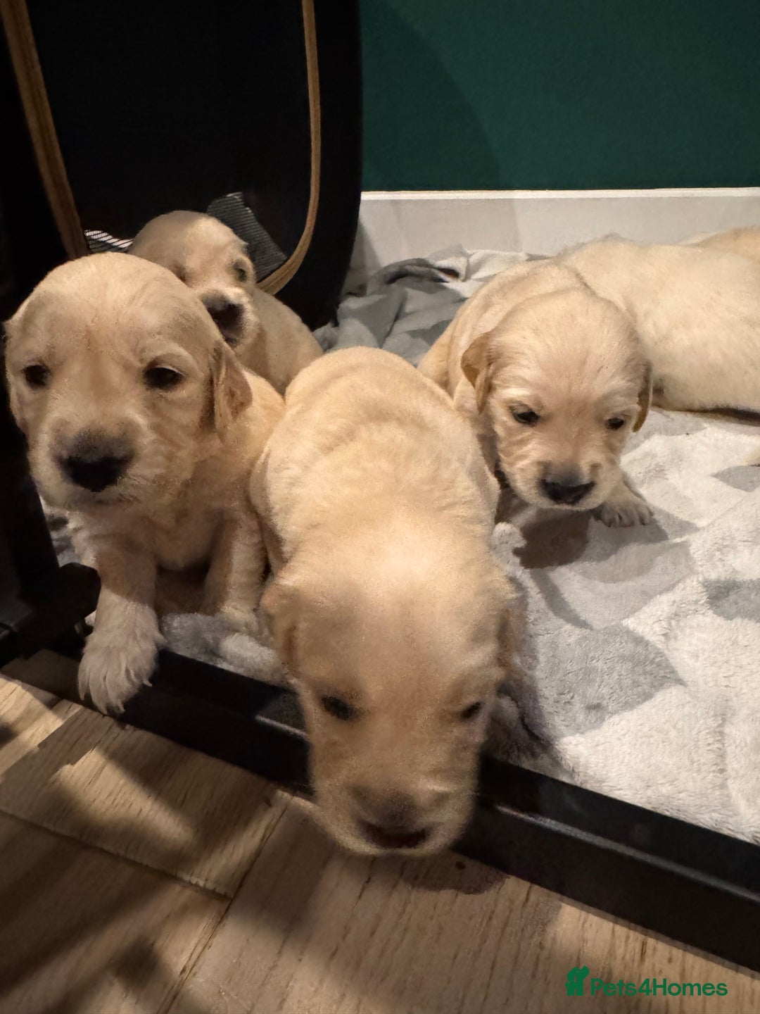 Golden Retriever dogs for sale: Champion line-KC Reg. Golden Retriever Puppies💖💙 - Advert 8