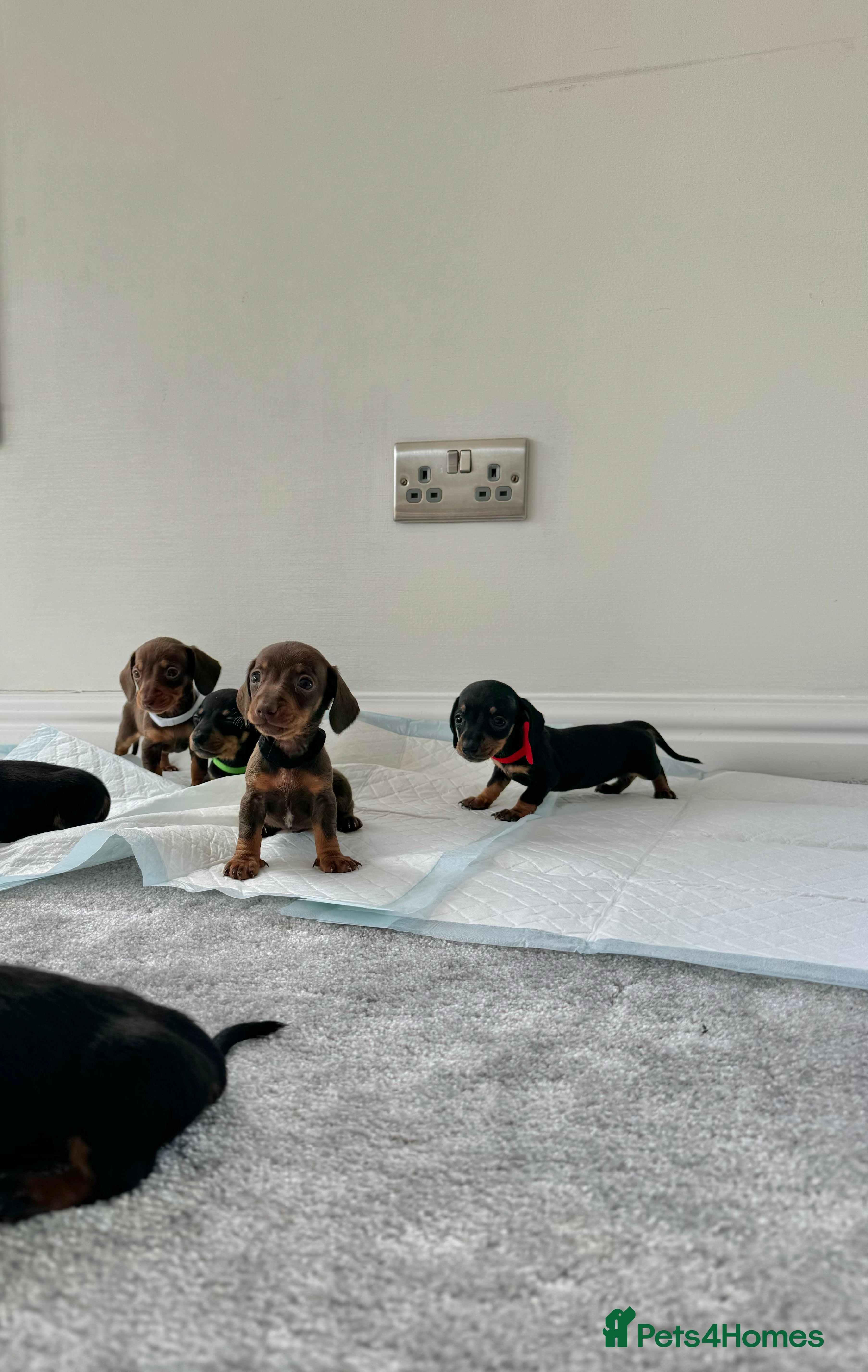 Miniature Dachshund dogs Miniature dachshund’s from health tested parents - Advert 2